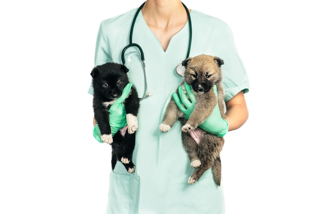 Smiling vet and puppy in clinic isolated on white background