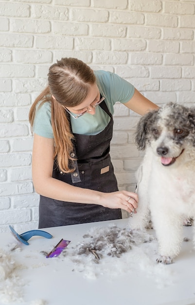 Smiling woman grooming bichon frise dog in salon