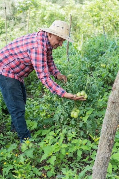 Smiling worker examining tomato plants in the field