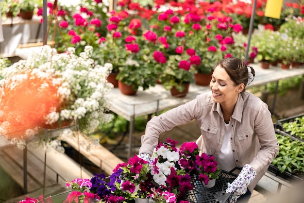 Smiling young woman working in a garden center, holding crate and arranging flower pots with beautiful colorful flowers.