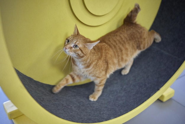 Smoky cat running on exercise wheel training apparatus