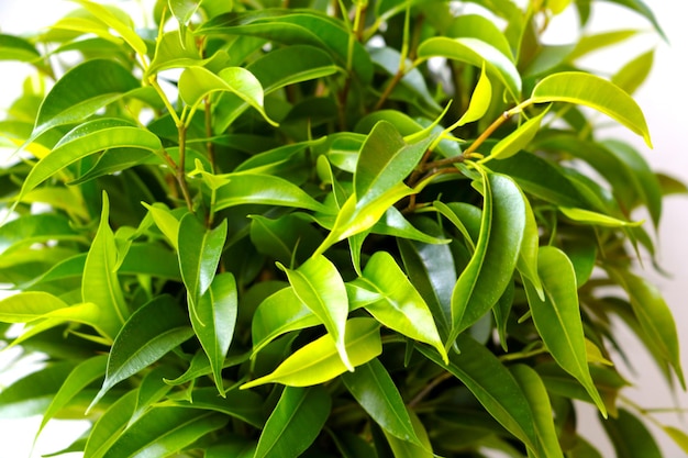 Smooth green ficus leaves Indoor plant Indoor ficus Background with green leaves of ficus