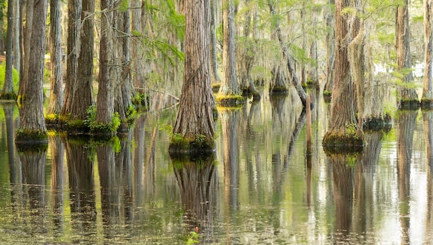 Photo smooth water reflects cypress trees in swamp marsh lake