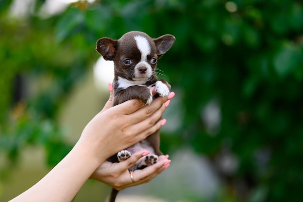 Smoothhaired Chihuahua Puppy Brown White Small Domestic Dog on Blurred Natural Background