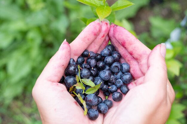 Smudgy hands holding freshly picked blueberries