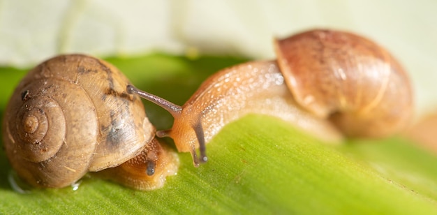 Snail beautiful snail details on green leaves seen through a macro lens selective focus