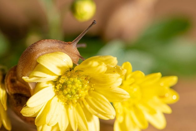 Snail beautiful snail walking on yellow flowers with green leaves seen through a macro lens selective focus