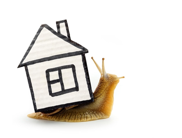 The snail carries a cardboard figurine of the house