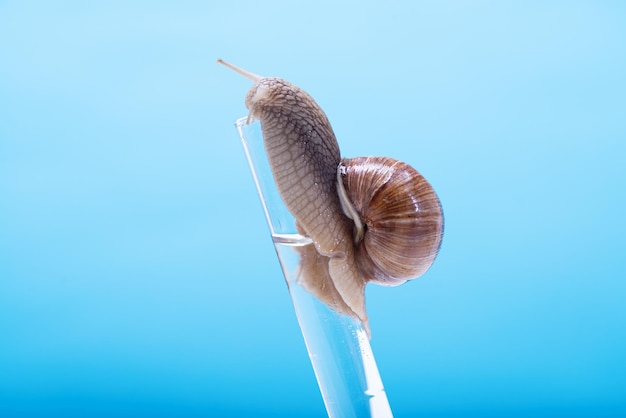 Snail on a chemical test tube on a blue background with space for text Snail mucus snail mucin is used in cosmetology The study of snail mucin by scientists