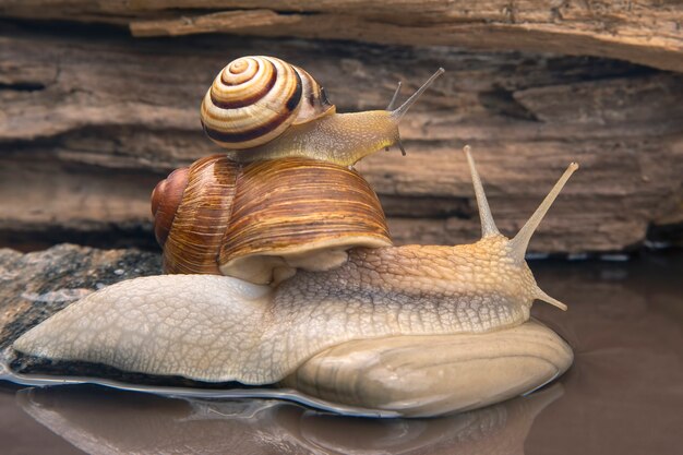 snail climbs from stone to stone. mollusc and invertebrate.