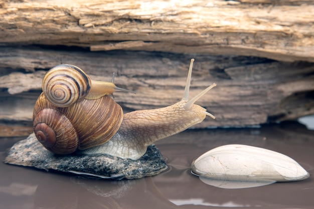 snail climbs from stone to stone. mollusc and invertebrate.