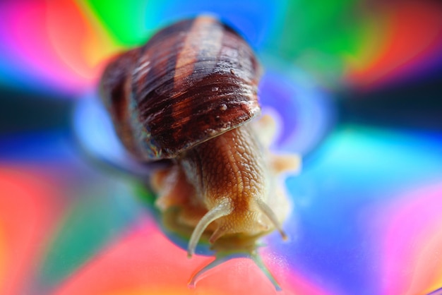 Photo snail closeup, on an ultra multi colored