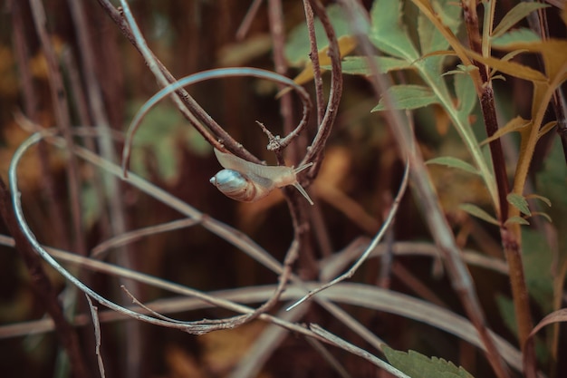 Snail crawling on a branch