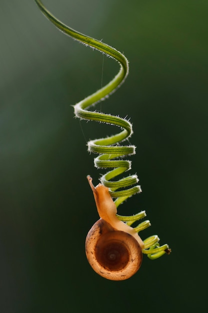 Snail Crawling on a Spiral Stem with Bokeh Background