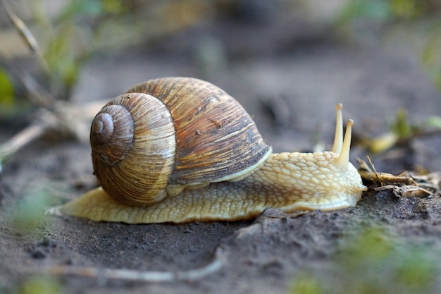 Snail crawling on a wet ground. Macro view