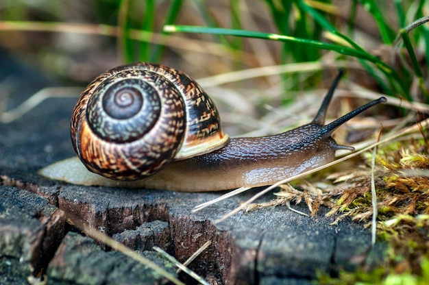 Snail crawls along the old stump