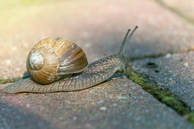 Photo a snail crawls on the ground a shelled gastropod