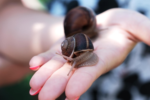 The snail crawls on the hand Cosmetic product made from snail mucin Rejuvenation Snail therapy Ecological snail farm