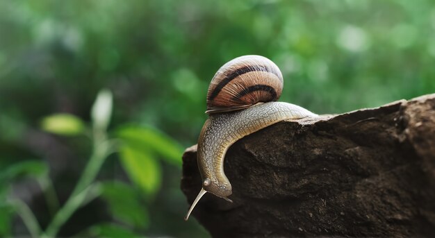 A snail crawls on a rock against a green blurry surface