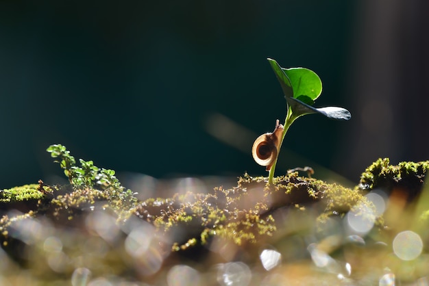 Snail a crossing  a plant