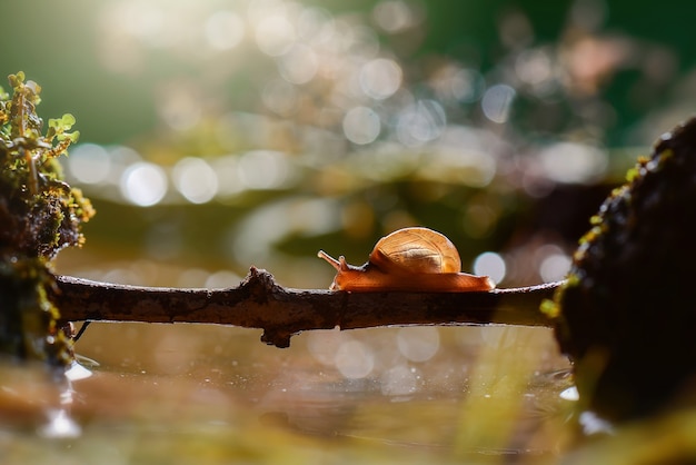 Snail crossing  water on  twigs