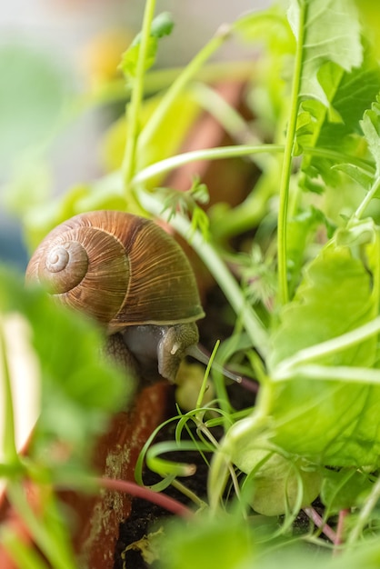 Snail eats green sprouts in vegetable garden