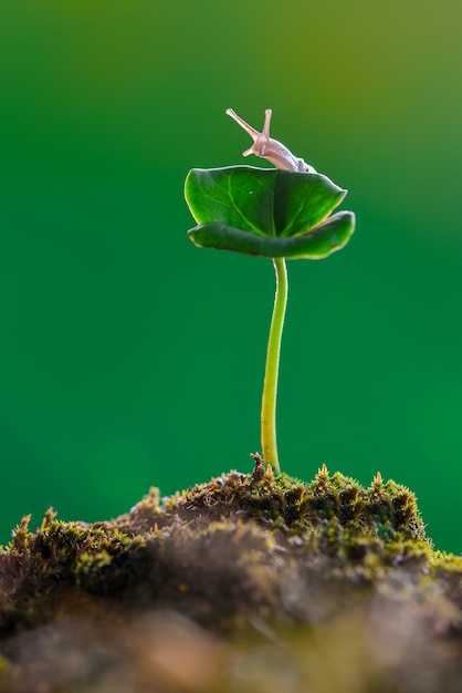 Snail on  flower in  tropical garden