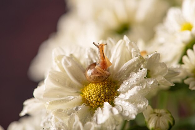 Snail and flowers small snail on beautiful white and yellow flowers seen by a macro lens selective focus