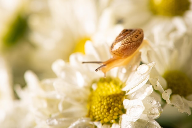 Snail and flowers small snail on beautiful white and yellow flowers seen by a macro lens selective focus