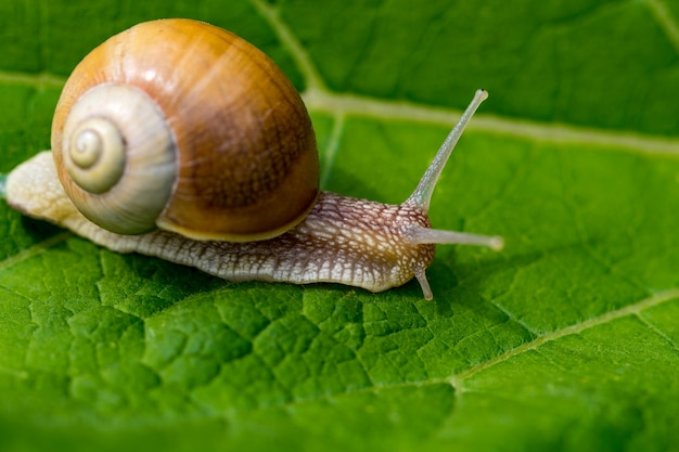 snail in the garden on green leaf