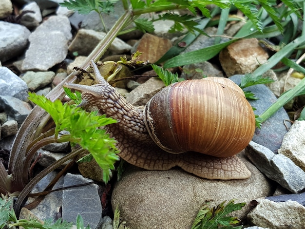 snail in green grass