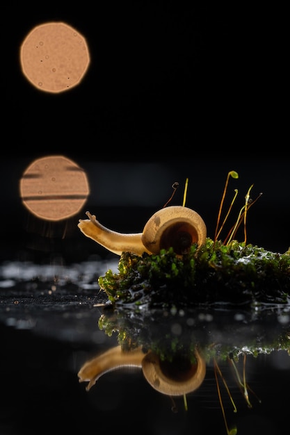 snail on a green leaf at spring scenery