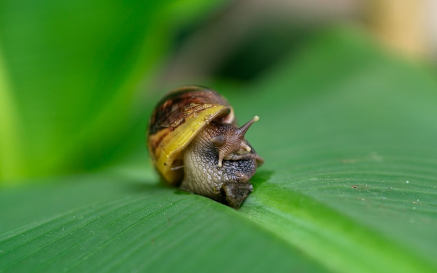 A snail on the green leaf