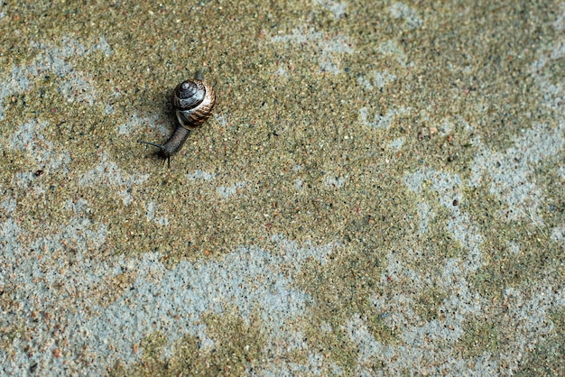 The snail is crawling along the concrete surface Snail after the rain