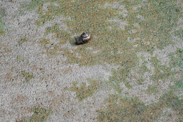 The snail is crawling along the concrete surface Snail after the rain