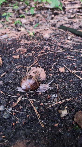 A snail is on the ground in front of a pile of leaves.