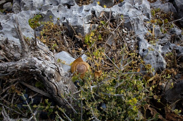 A snail is hidden in the grass in front of a tree trunk.