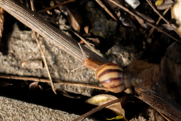 Snail is moving on the braches