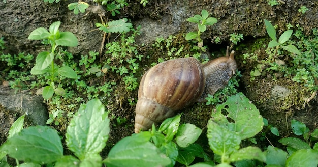 A snail is seen on a rock in a garden.