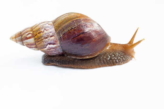 Snail isolated on white 