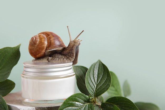 Snail jar of skin cream on green leaves background Snail slime Beauty clinic concept