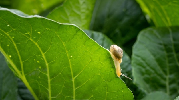 A snail on a leaf that is green and has a white stripe on the bottom.