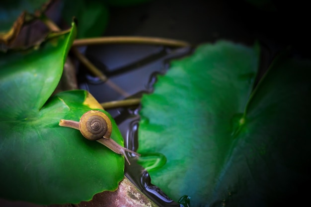 A Snail in the Morning crawls over green lotus leaf