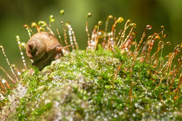 Snail on a moss tree in the rainforest Thailand