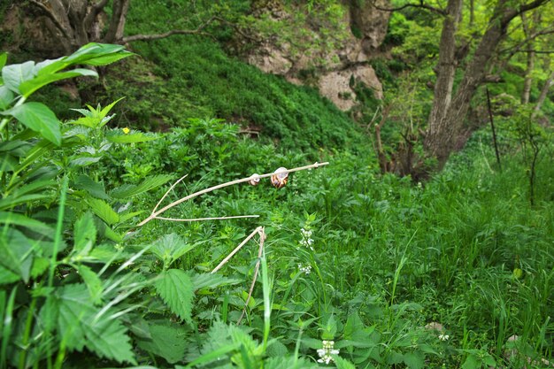 The snail in the mountains of the Caucasus, Armenia