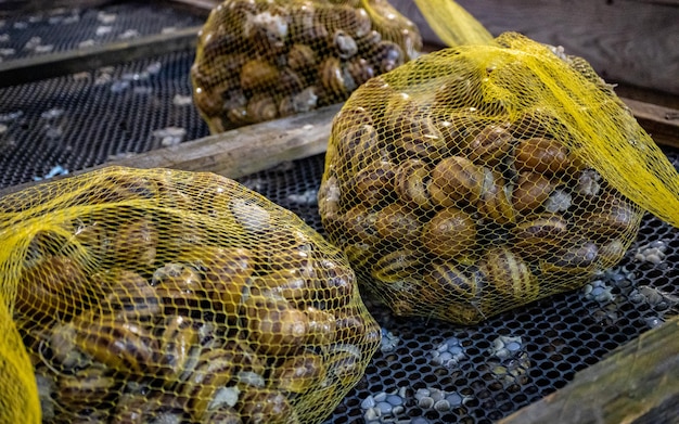 Snail organic farming restaurant delicacy Cultivation of edible snail