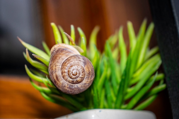 Snail on plant after rain