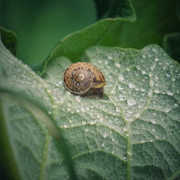 the snail on the plant                          