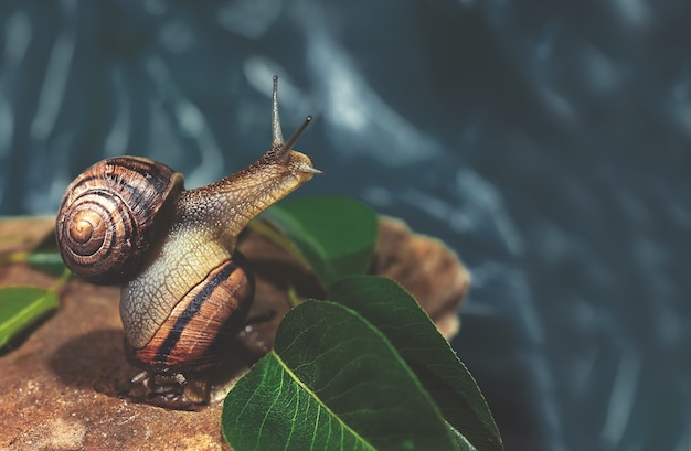 A snail sits on the shell of another snail on a rock