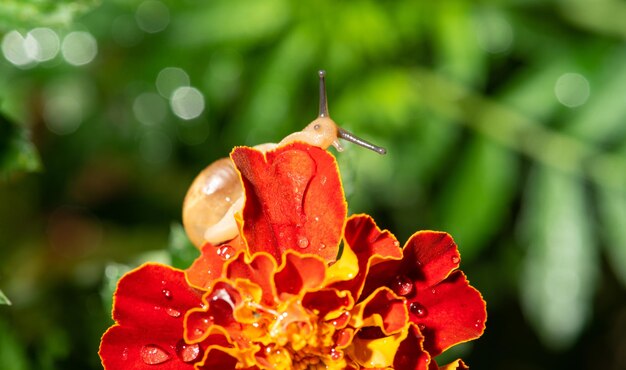 Snail, small garden snail on its walk on a dewy flower, selective focus.